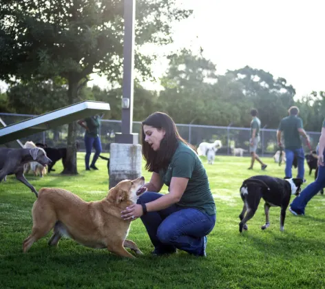 Large Dog Daycare at Rover Oaks Pet Resort